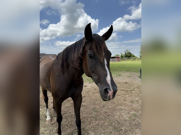 Rocky Mountain Horse Mix Mare 7 years Black in Pryor oklahoma
