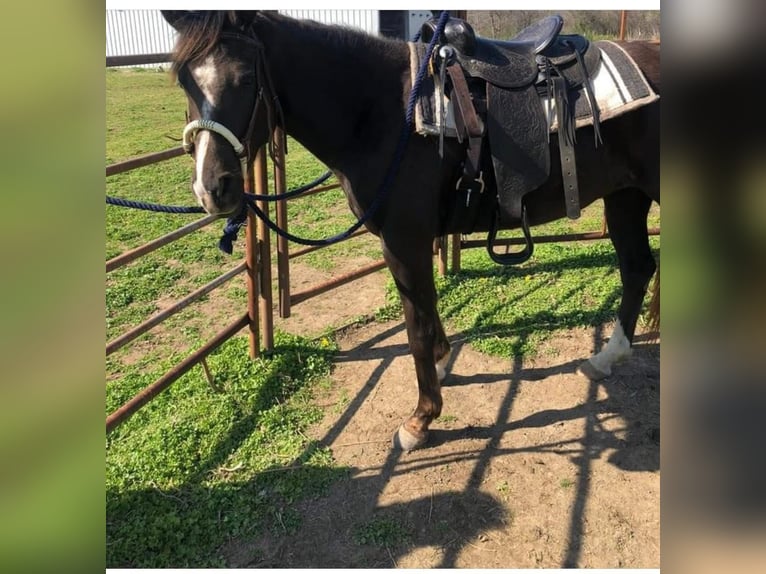 Rocky Mountain Horse Mix Mare 7 years Black in Pryor oklahoma