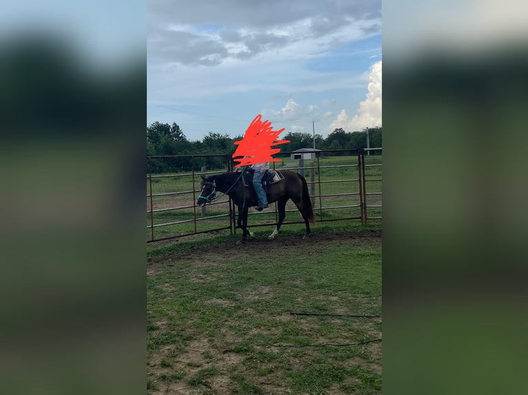Rocky Mountain Horse Mix Mare 7 years Black in Pryor oklahoma