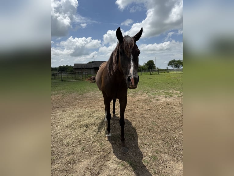 Rocky Mountain Horse Mix Mare 7 years Black in Pryor oklahoma
