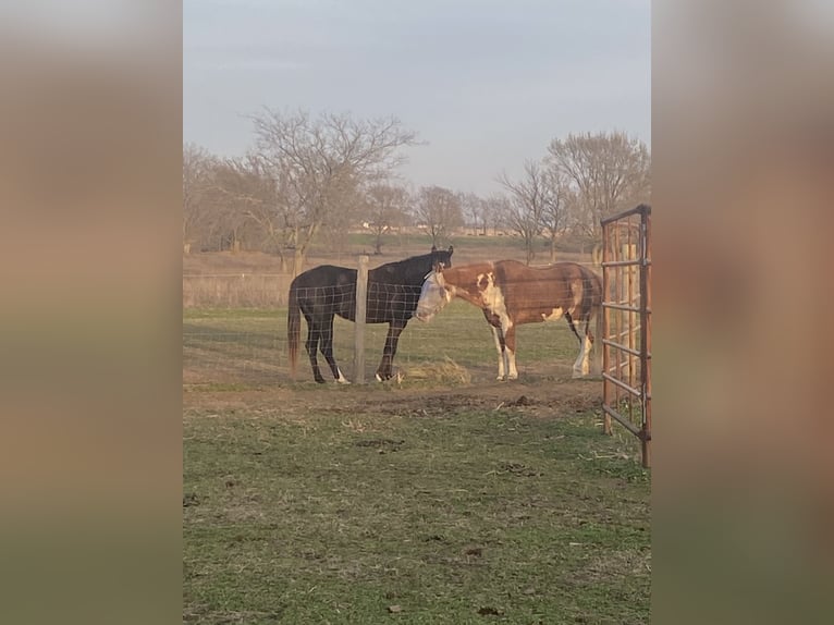 Rocky Mountain Horse Mix Mare 7 years Black in Pryor oklahoma