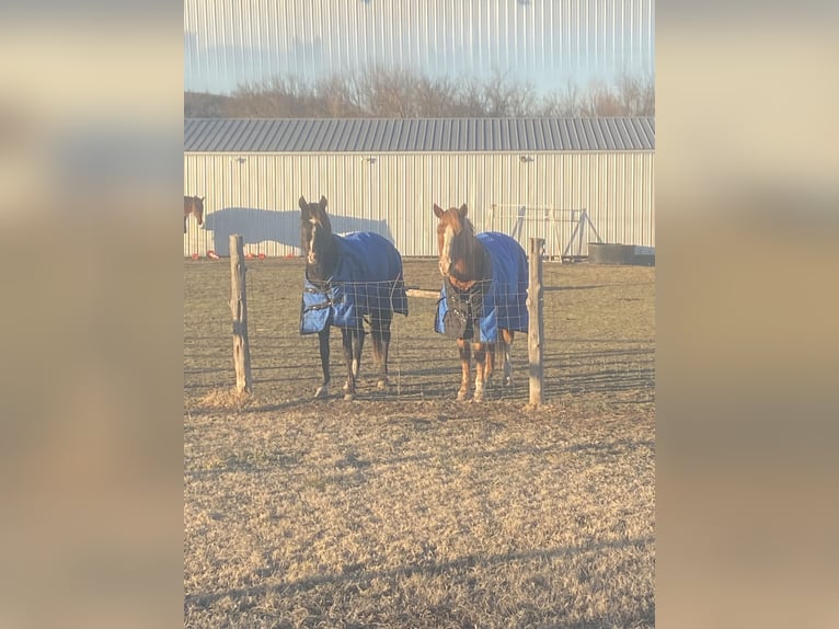 Rocky Mountain Horse Mix Mare 7 years Black in Pryor oklahoma