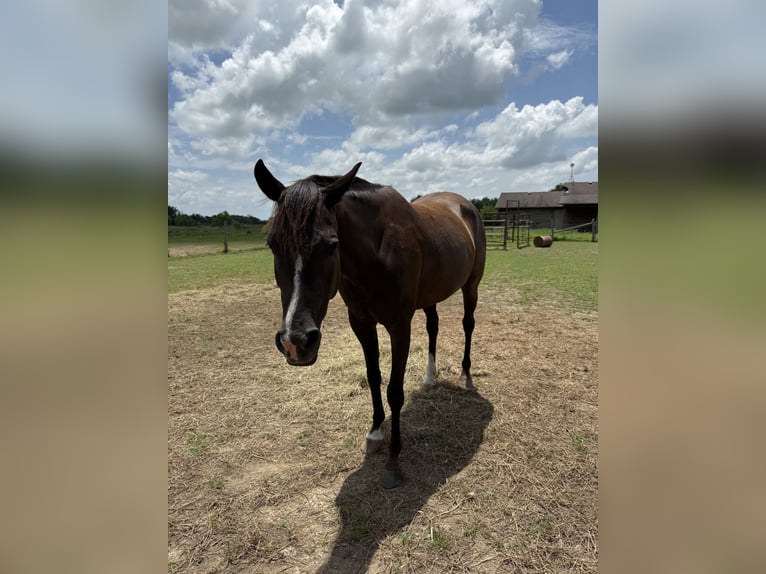 Rocky Mountain Horse Mix Mare 7 years Black in Pryor oklahoma