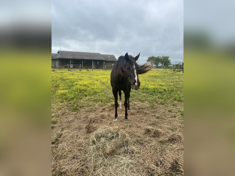 Rocky Mountain Horse Mix Mare 7 years Black in Pryor oklahoma