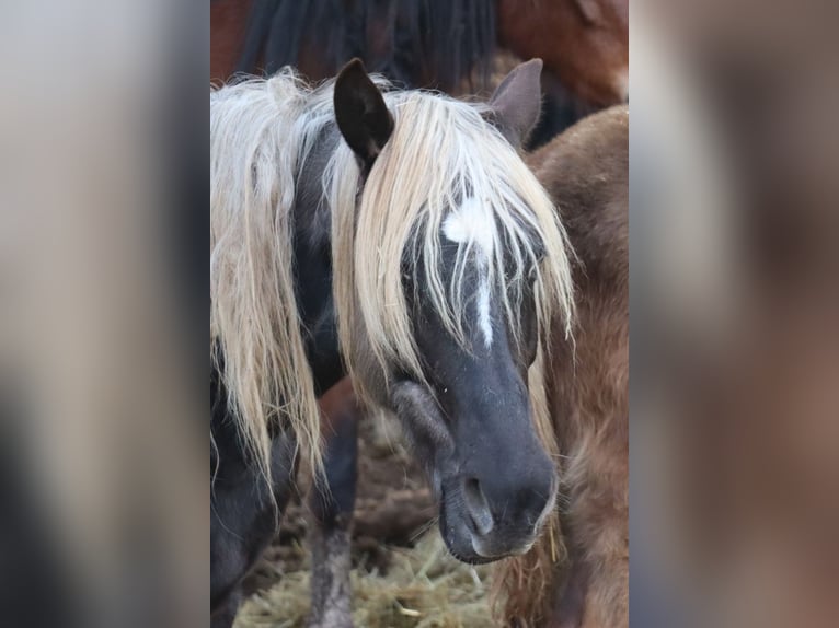 Rocky Mountain Horse Mare 8 years 14,1 hh Black in Offenheim