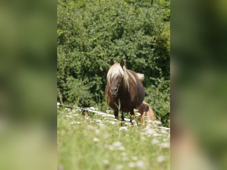 Rocky Mountain Horse Mare 8 years 14,1 hh in Offenheim