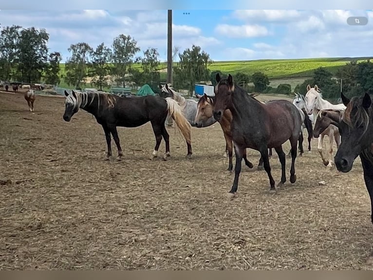 Rocky Mountain Horse Mare 8 years 14,1 hh in Offenheim