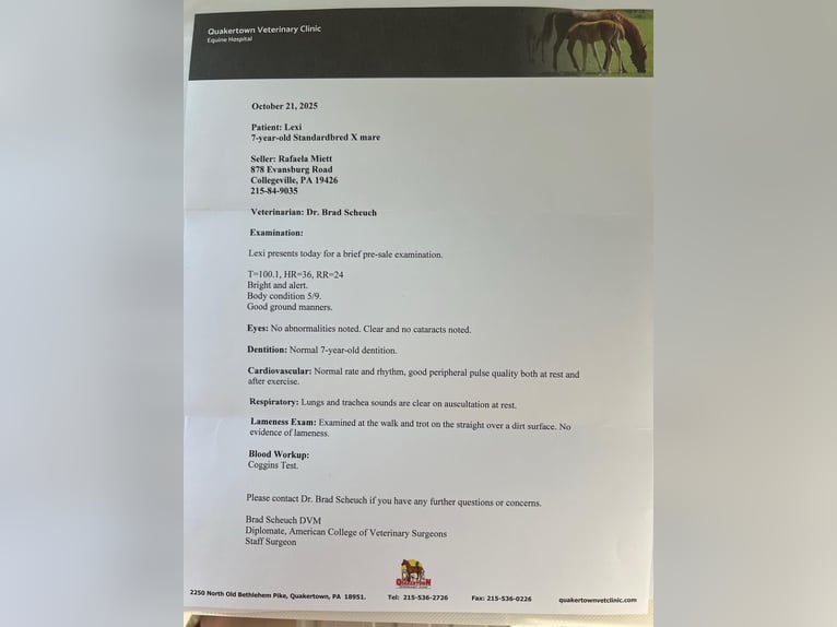 Rocky Mountain Horse Mare 8 years 14.2 hh Bay in Collegeville