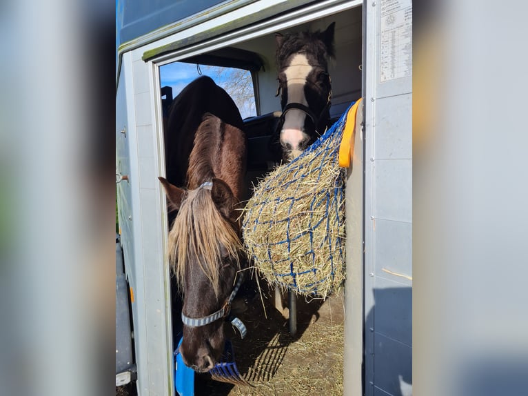 Rocky Mountain Horse Mare 8 years 15.1 hh  in Wieringerwaard