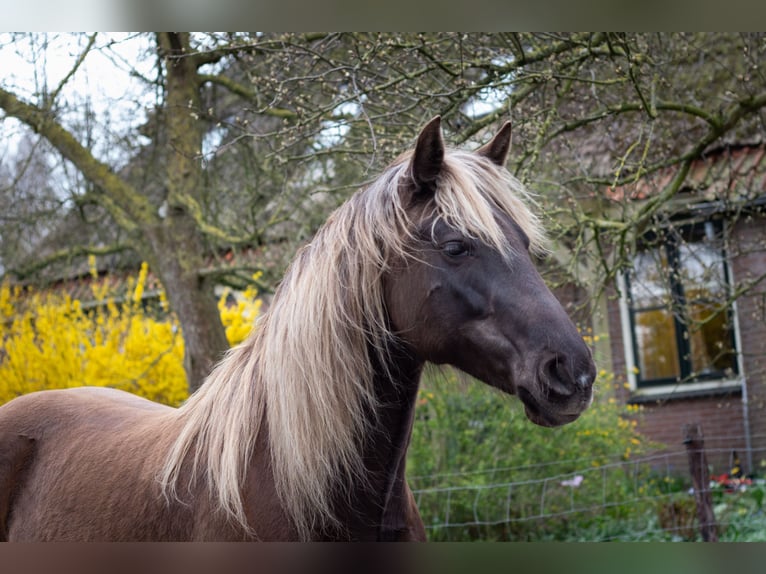 Rocky Mountain Horse Mare 8 years 15.1 hh  in Wieringerwaard