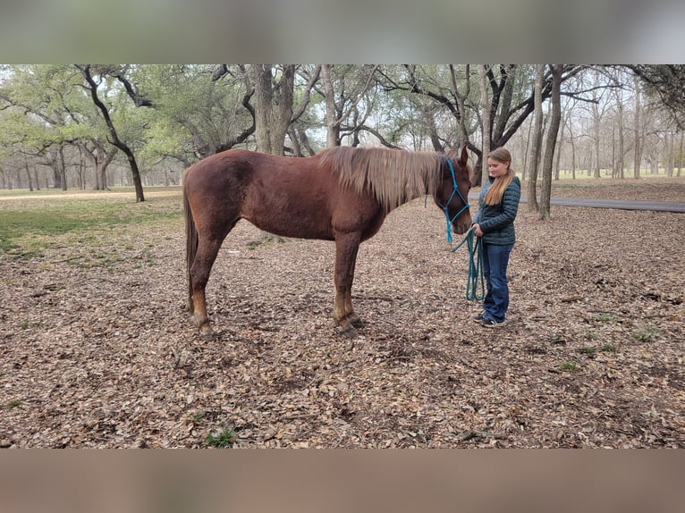 Rocky Mountain Horse Mare 8 years 15 hh Sorrel in Salado