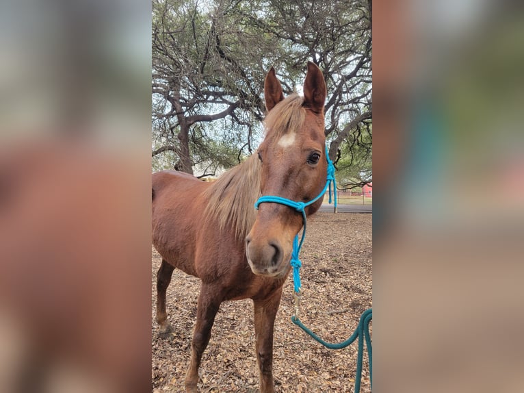 Rocky Mountain Horse Mare 8 years 15 hh Sorrel in Salado