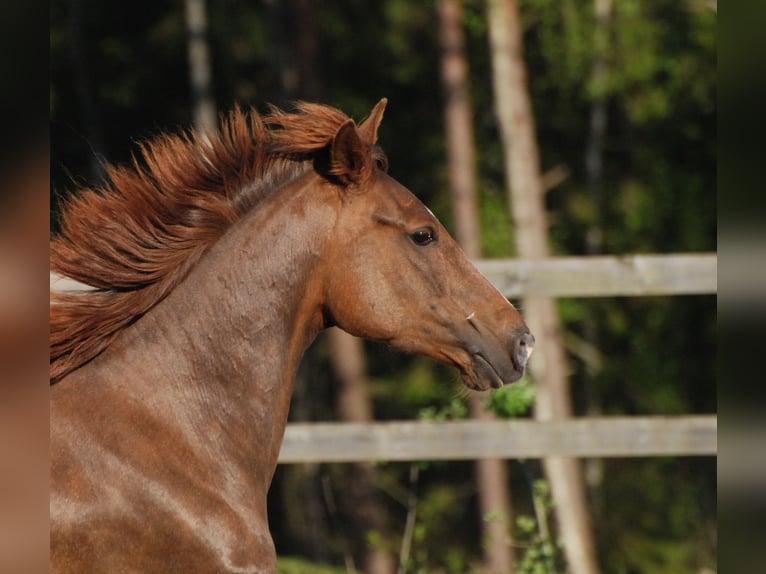 Rocky Mountain Horse Merrie 10 Jaar 146 cm Roodvos in borås