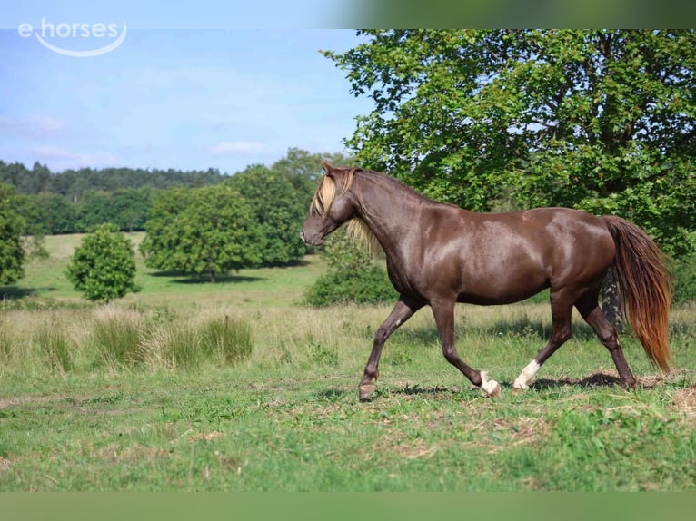 Rocky Mountain Horse Merrie 11 Jaar 147 cm Zwart in GOVEN