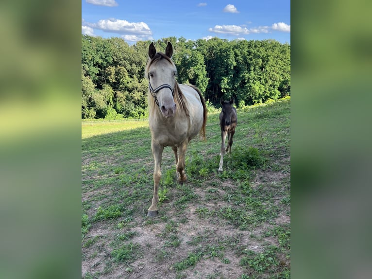 Rocky Mountain Horse Merrie 11 Jaar 150 cm Champagne in Offenheim