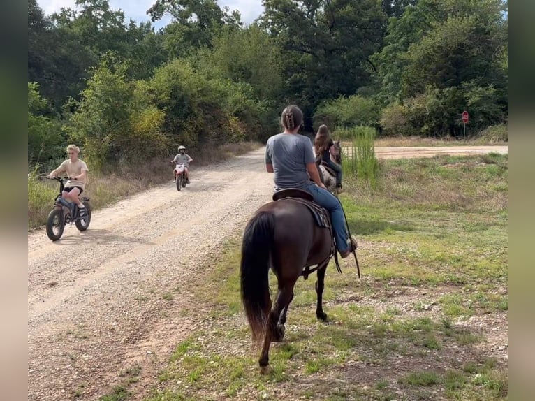 Rocky Mountain Horse Merrie 13 Jaar 142 cm Zwart in Carnesville,GA