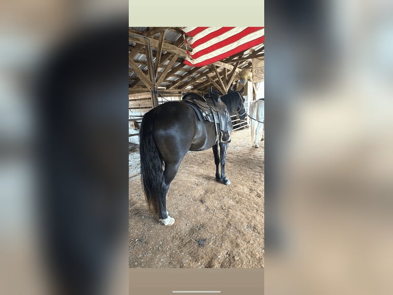 Rocky Mountain Horse Merrie 13 Jaar 142 cm Zwart in Carnesville,GA