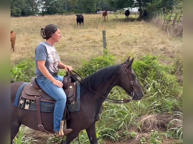 Rocky Mountain Horse Merrie 13 Jaar 142 cm Zwart in Carnesville,GA