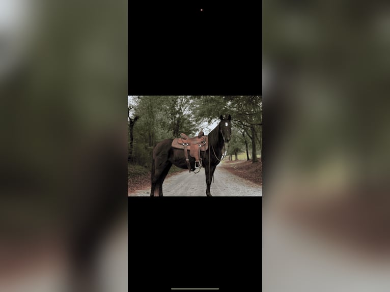 Rocky Mountain Horse Merrie 14 Jaar 142 cm Zwart in Carnesville,GA