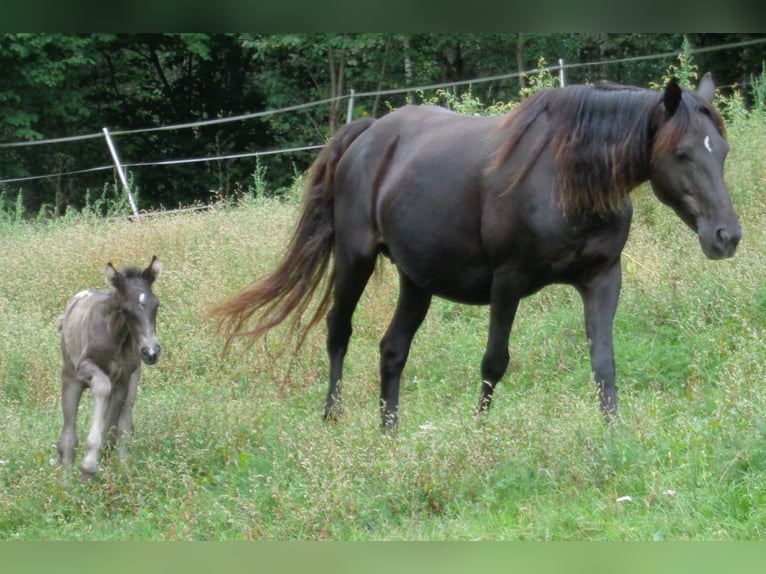 Rocky Mountain Horse Merrie 14 Jaar 154 cm in Arnbruck