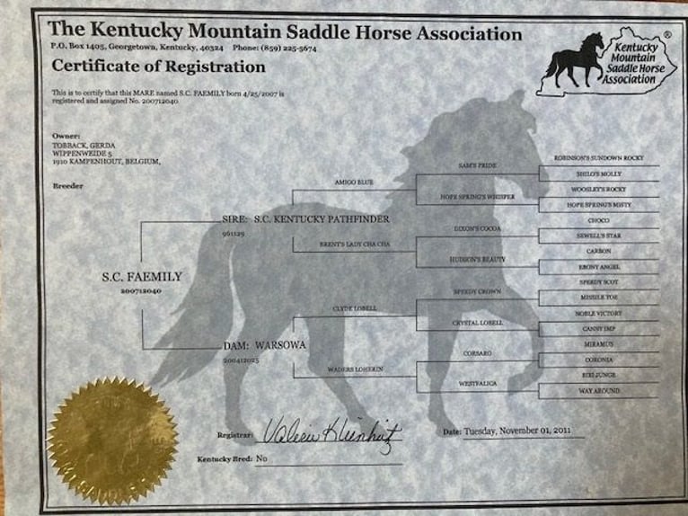 Rocky Mountain Horse Merrie 18 Jaar 148 cm Donkerbruin in Oldenburg