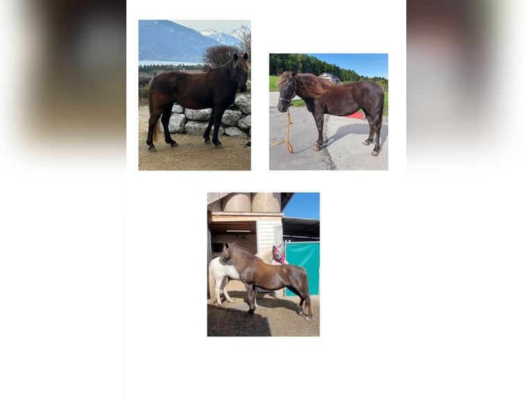 Rocky Mountain Horse Mix Merrie 18 Jaar 148 cm Donkere-vos in Gwatt (Thun)