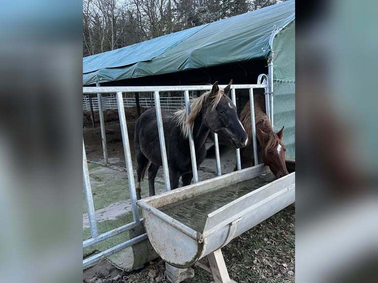 Rocky Mountain Horse Merrie 1 Jaar 140 cm Zwart in Offenheim