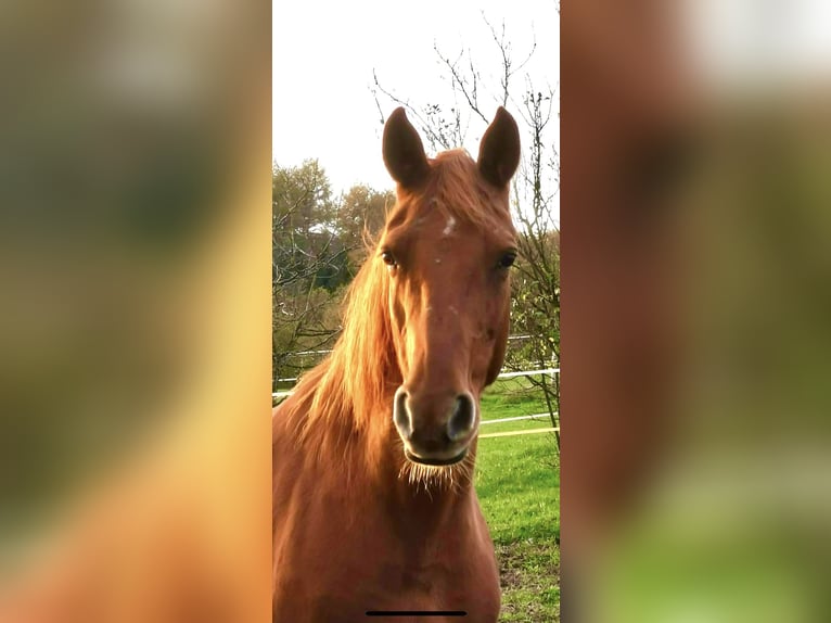 Rocky Mountain Horse Merrie 21 Jaar 150 cm Vos in NetphenNetphen