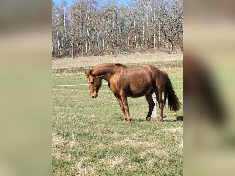 Rocky Mountain Horse Merrie 21 Jaar 150 cm Vos in NetphenNetphen