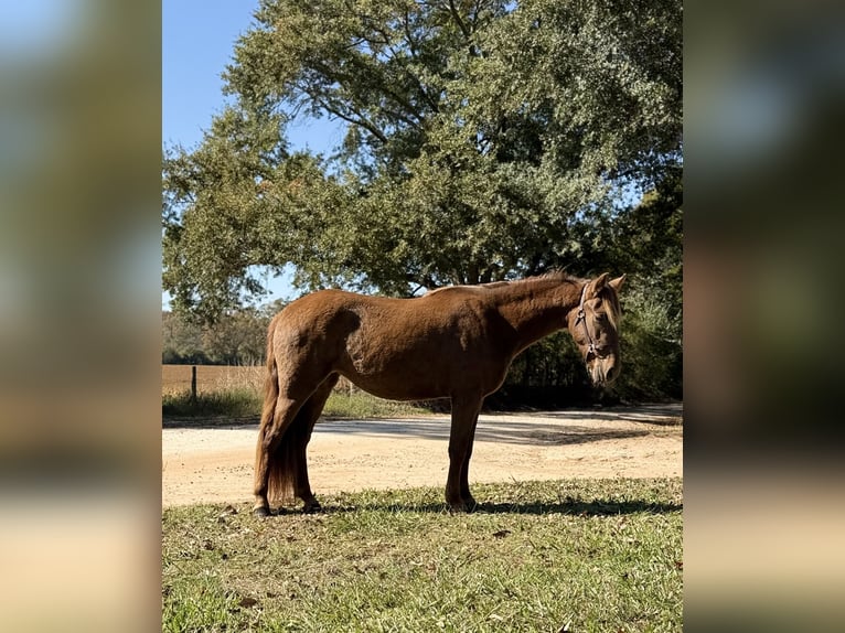 Rocky Mountain Horse Merrie 2 Jaar 142 cm Bruin in Carnesville