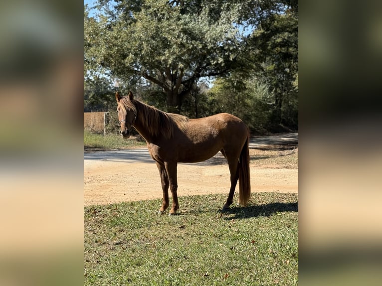 Rocky Mountain Horse Merrie 2 Jaar 142 cm Bruin in Carnesville