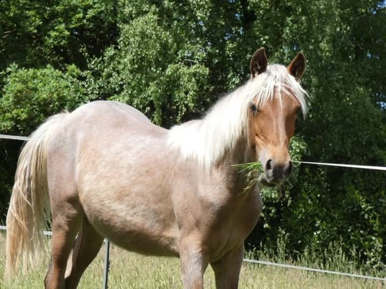 Rocky Mountain Horse Merrie 2 Jaar 154 cm Roan-Bay in Genappe