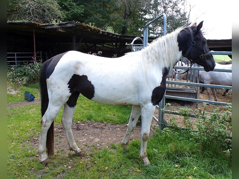 Rocky Mountain Horse Merrie 2 Jaar 156 cm Gevlekt-paard in Arnbruck