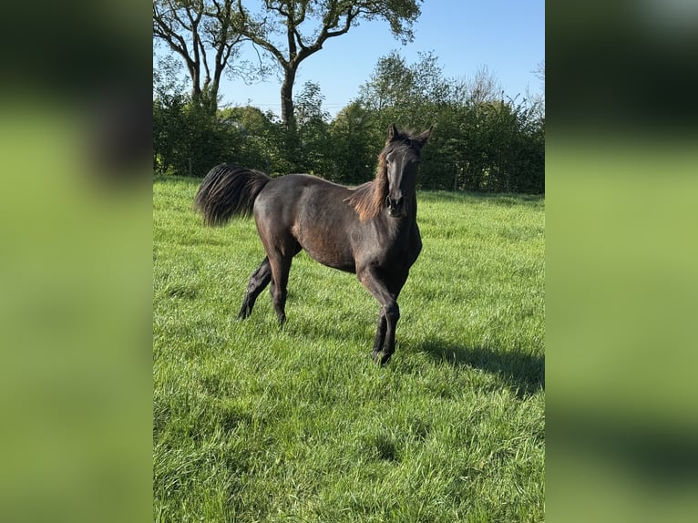 Rocky Mountain Horse Merrie 2 Jaar 156 cm Zwartbruin in Lunteren