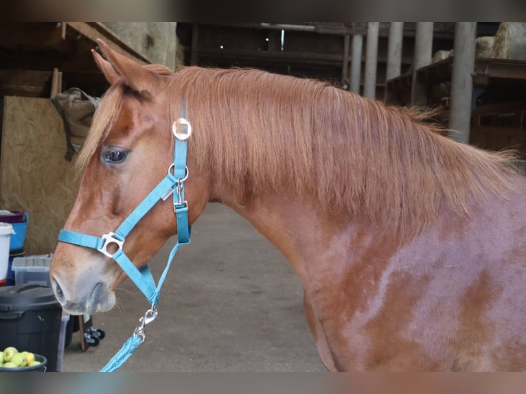 Rocky Mountain Horse Merrie 3 Jaar 148 cm Vos in Tragwein Rocky Mountain Horse Merrie 3 Jaar 148 cm Vos in Tragwein