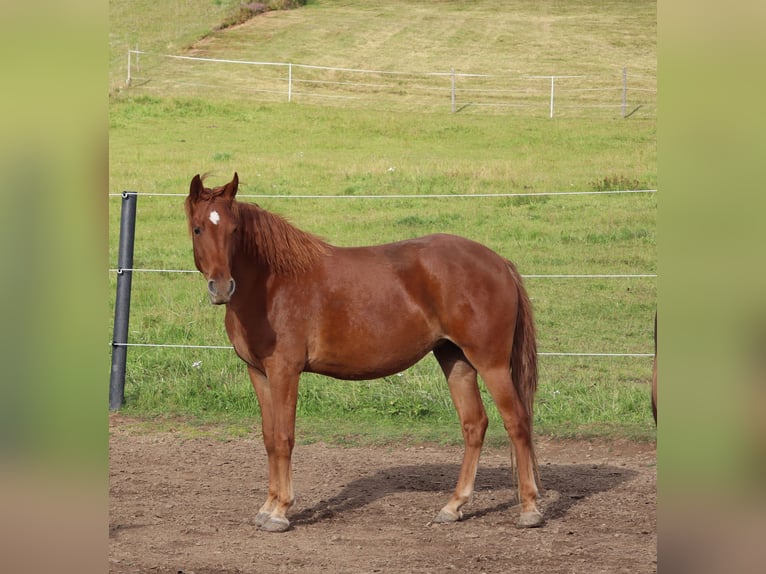 Rocky Mountain Horse Merrie 3 Jaar 148 cm Vos in Tragwein Rocky Mountain Horse Merrie 3 Jaar 148 cm Vos in Tragwein