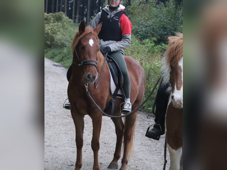 Rocky Mountain Horse Merrie 3 Jaar 148 cm Vos in Tragwein Rocky Mountain Horse Merrie 3 Jaar 148 cm Vos in Tragwein