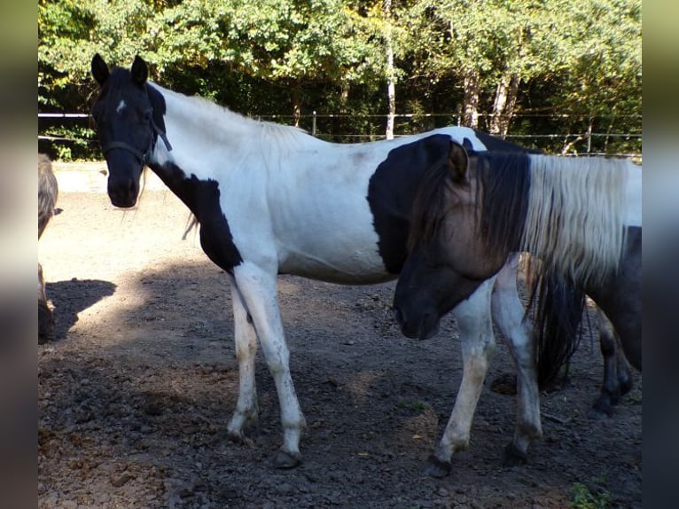 Rocky Mountain Horse Merrie 3 Jaar 156 cm Gevlekt-paard in Arnbruck