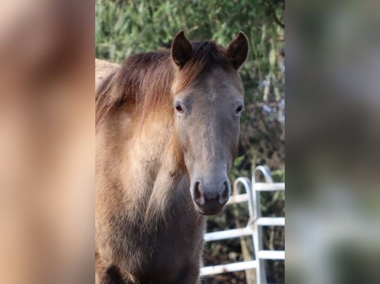 Rocky Mountain Horse Merrie 4 Jaar 147 cm Champagne in Nack