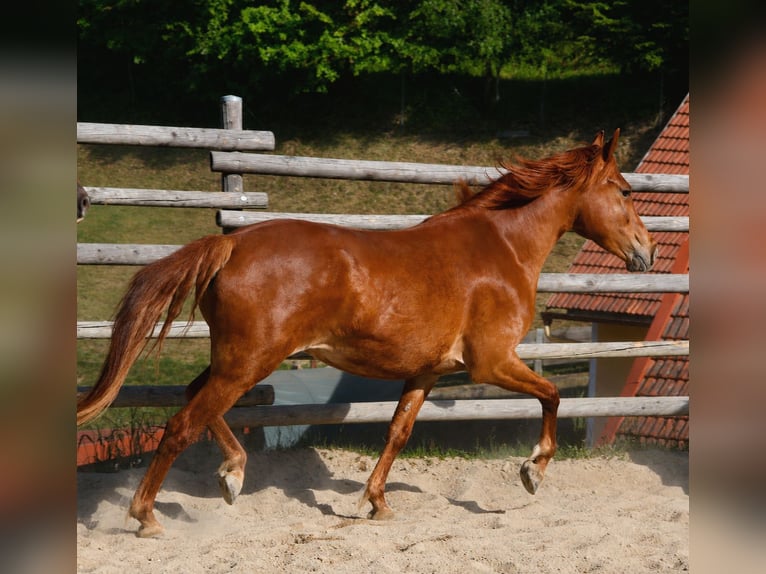 Rocky Mountain Horse Merrie 4 Jaar 148 cm Vos in Tragwein