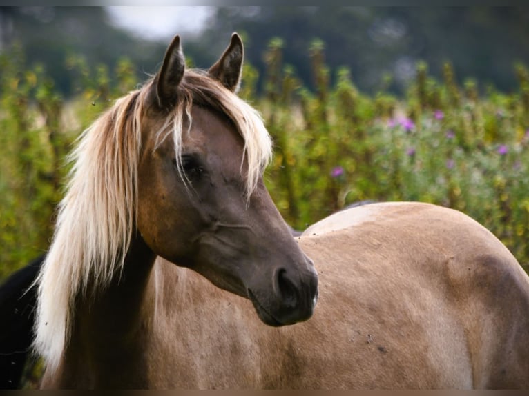Rocky Mountain Horse Merrie 4 Jaar 150 cm  in Brigueil-le-Chantre