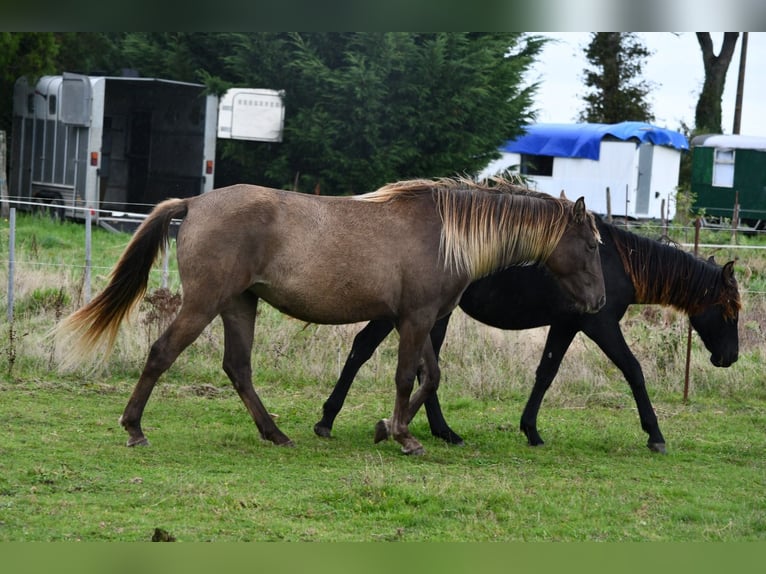 Rocky Mountain Horse Merrie 4 Jaar 150 cm  in Brigueil-le-Chantre