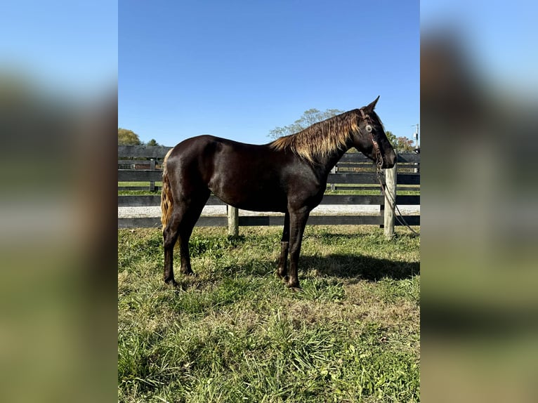 Rocky Mountain Horse Merrie 4 Jaar 152 cm Bruin in Moscow
