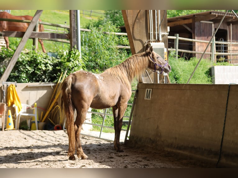 Rocky Mountain Horse Merrie 4 Jaar 155 cm Overo-alle-kleuren in Lörrach