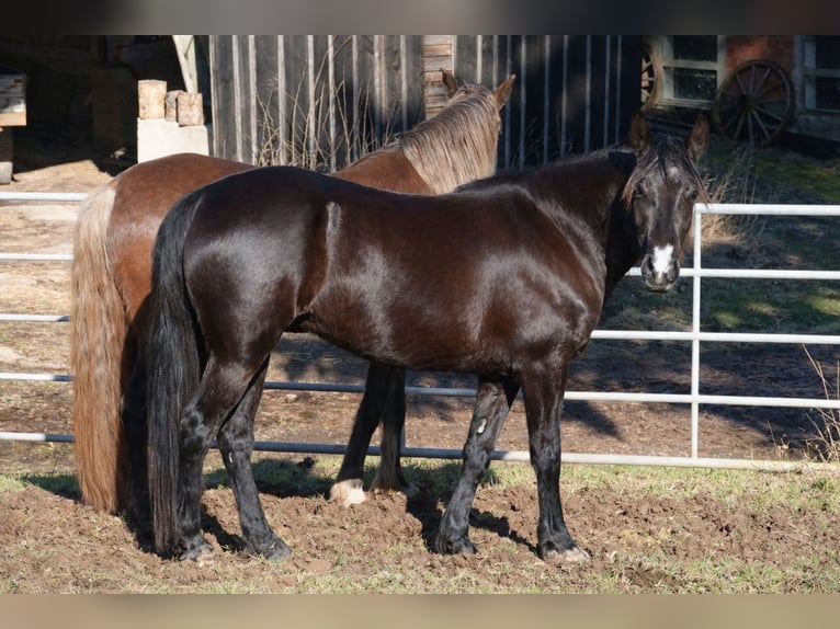 Rocky Mountain Horse Merrie 5 Jaar 146 cm Zwart in Bad Hersfeld