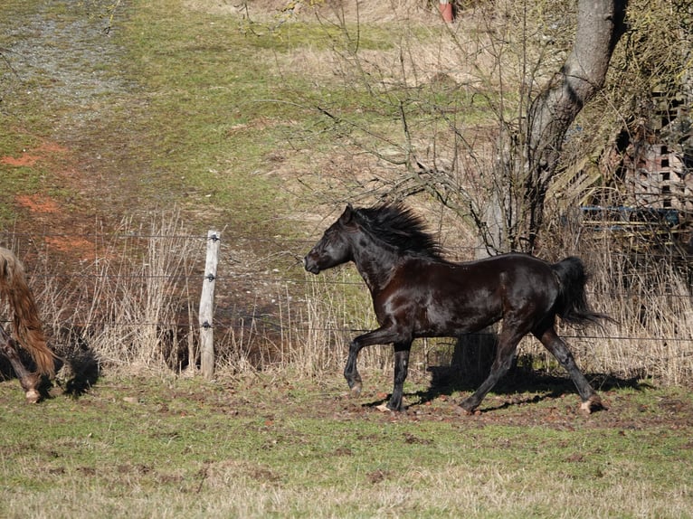 Rocky Mountain Horse Merrie 5 Jaar 146 cm Zwart in Bad Hersfeld