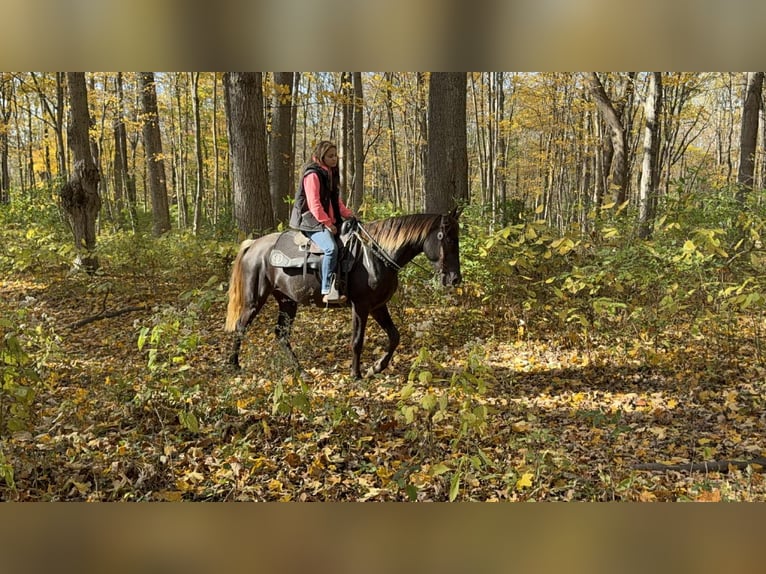 Rocky Mountain Horse Merrie 5 Jaar 152 cm Bruin in Moscow