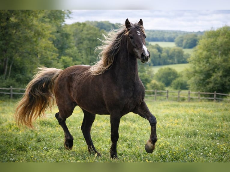 Rocky Mountain Horse Merrie 6 Jaar 150 cm Bruin in Bad Hersfeld