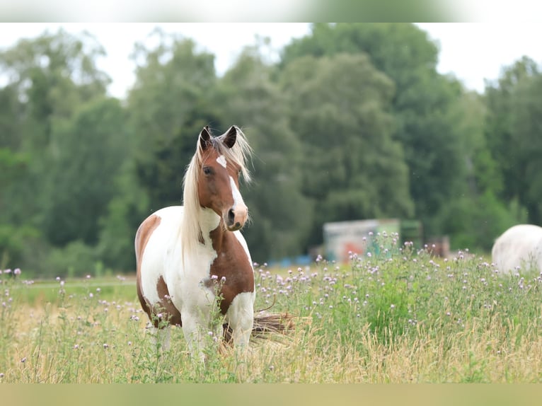 Rocky Mountain Horse Mix Merrie 7 Jaar 148 cm Gevlekt-paard in Ribbesbüttel