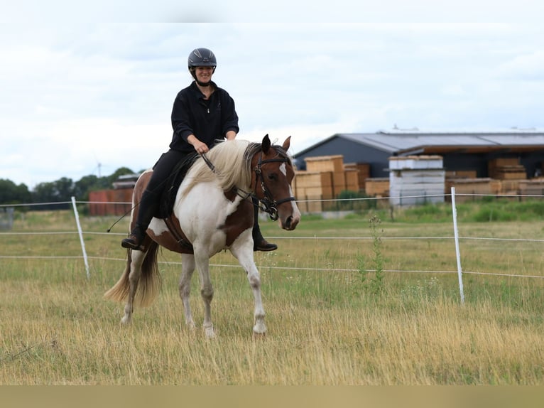 Rocky Mountain Horse Mix Merrie 7 Jaar 148 cm Gevlekt-paard in Ribbesbüttel